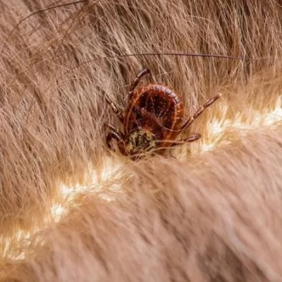 Lyme chez le cheval, est-ce seulement une histoire de tique ?